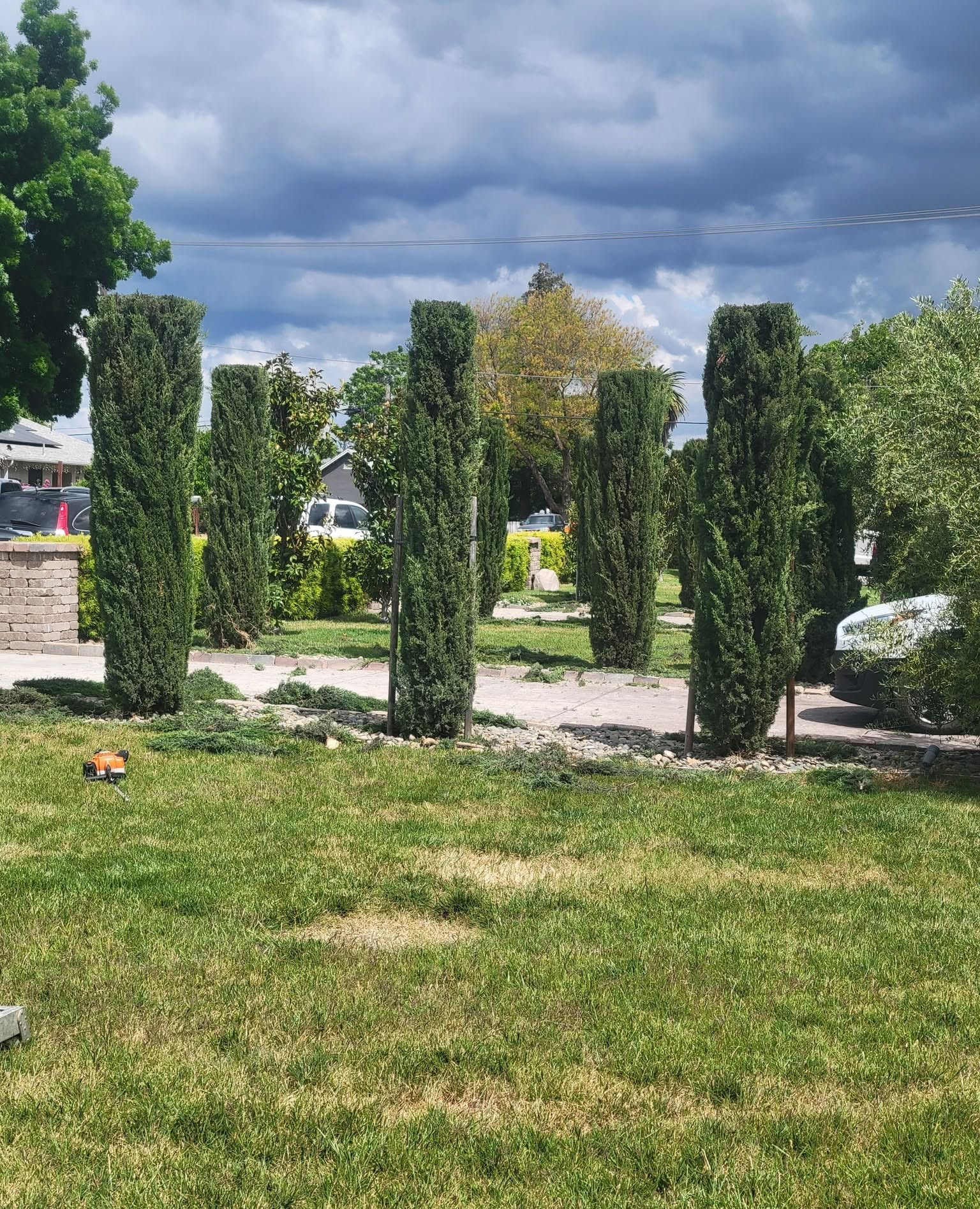 A row of narrow cypress trees with fresh clippings on the lawn during shaping