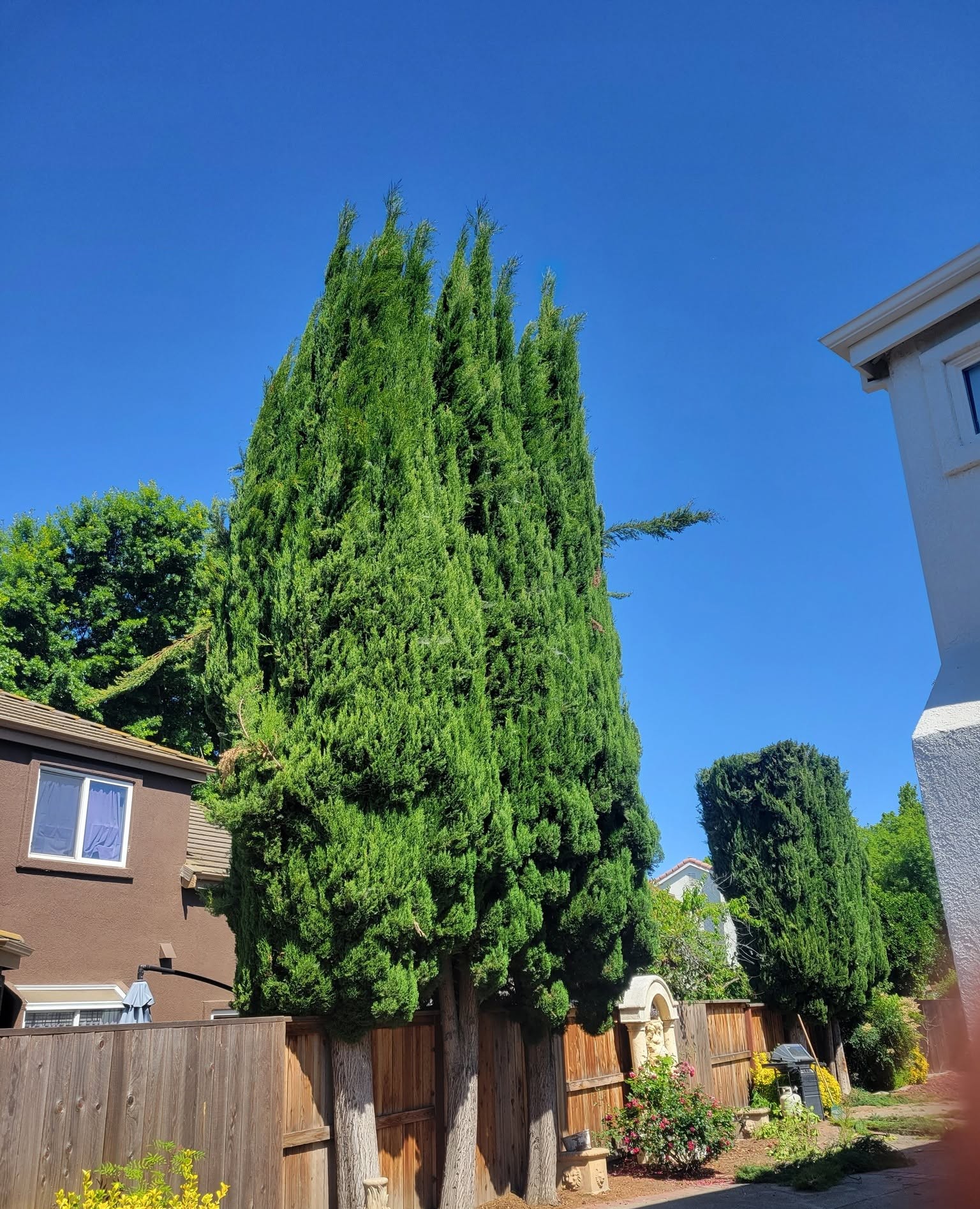 A very tall cypress growing between two houses, rising well above the roofline