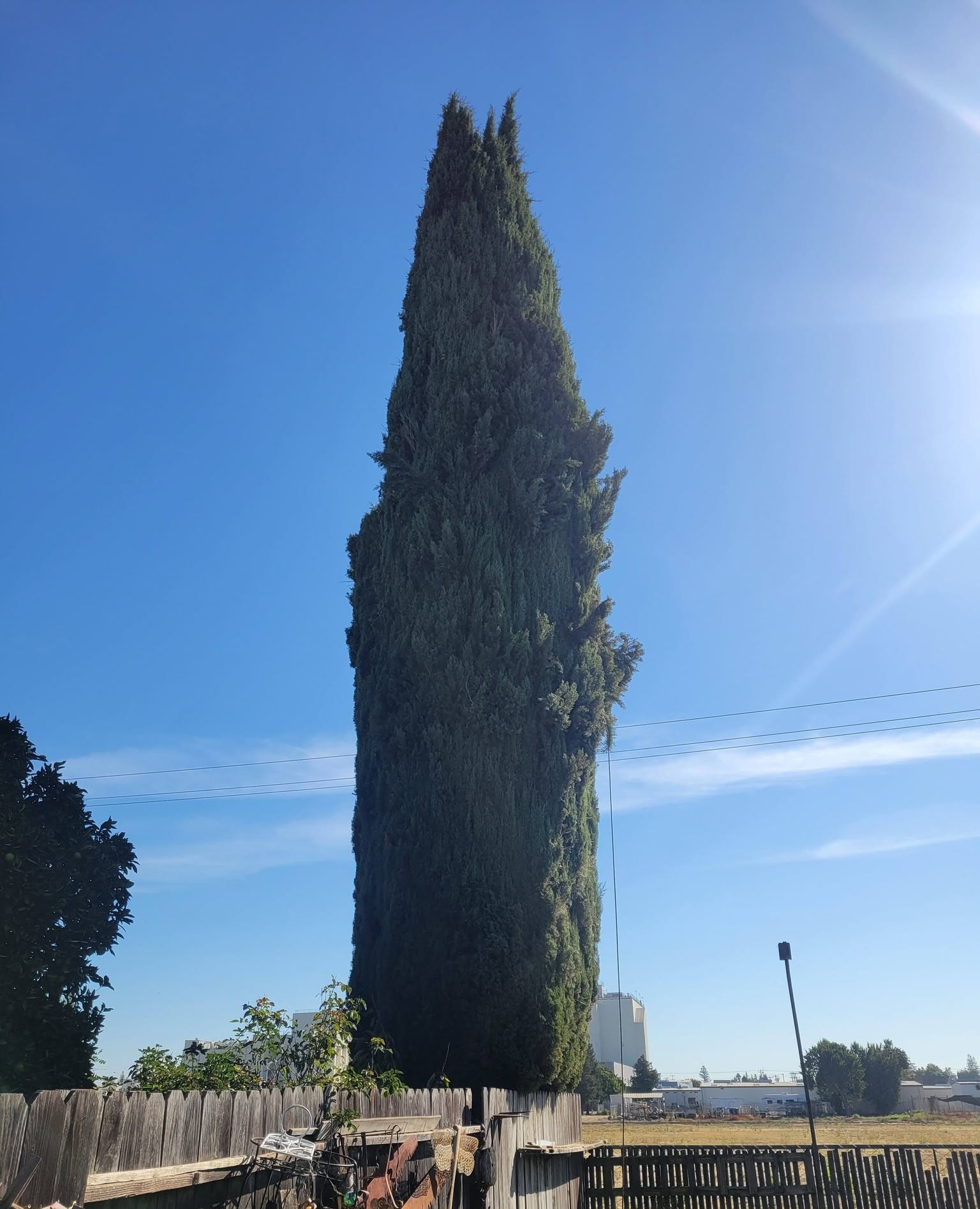A very tall narrow cypress standing above a wooden fence with open sky behind it