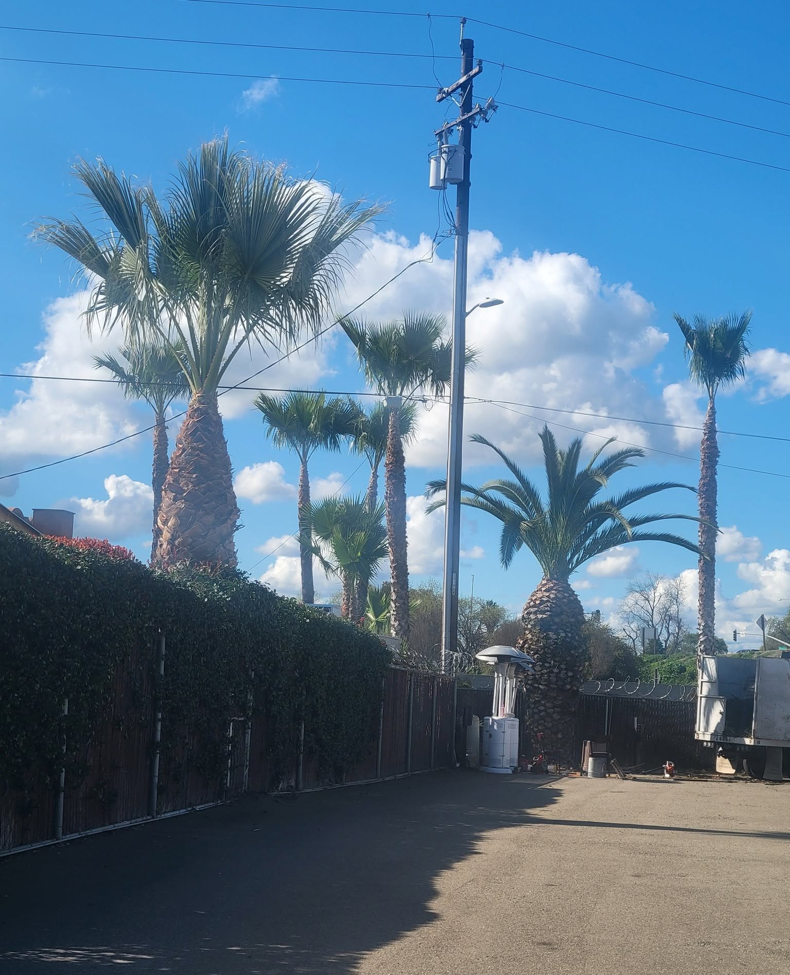A row of fan palms and taller palms along a fenced lot with a utility pole in the foreground