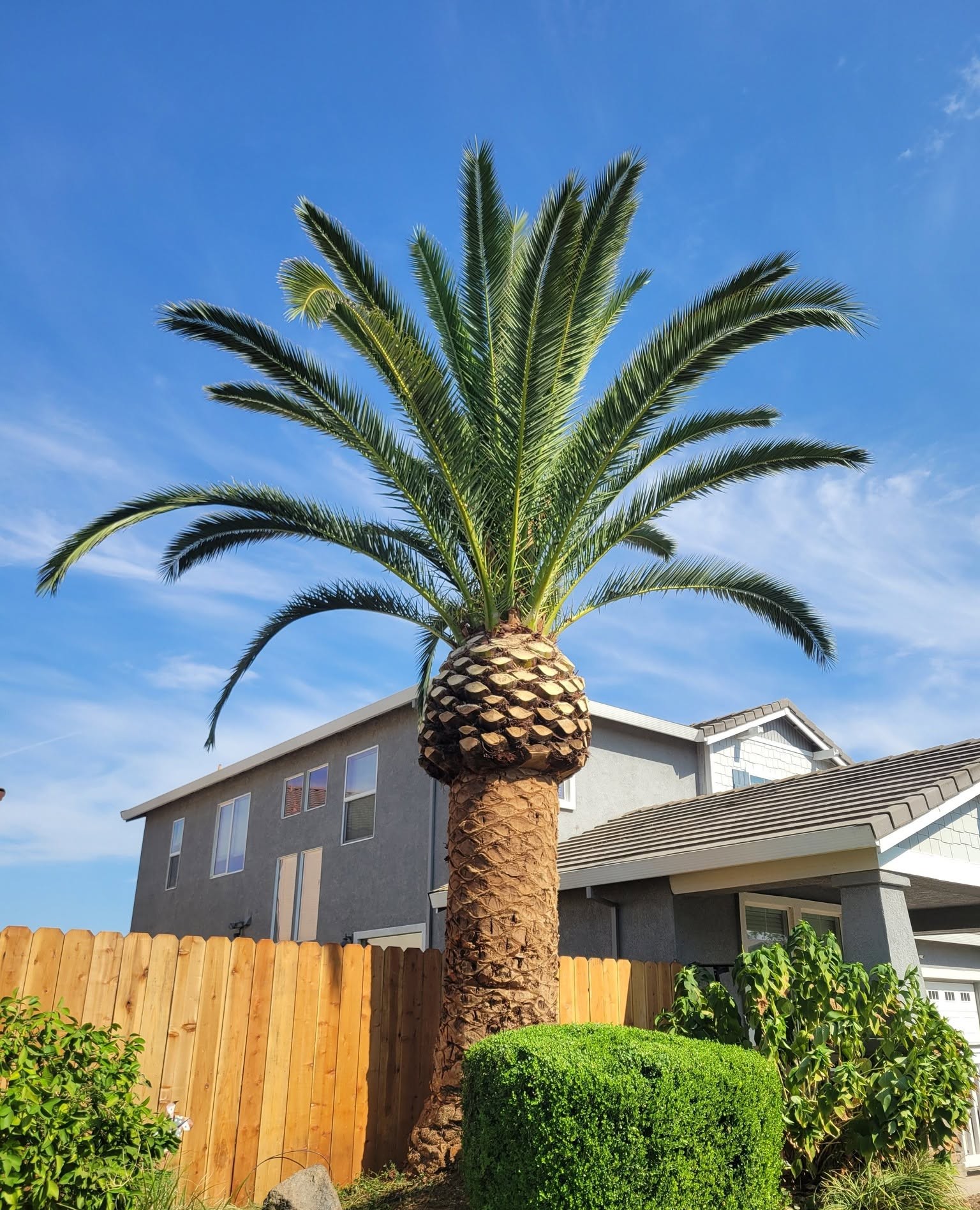 Palm with a skinned trunk beside a wooden fence