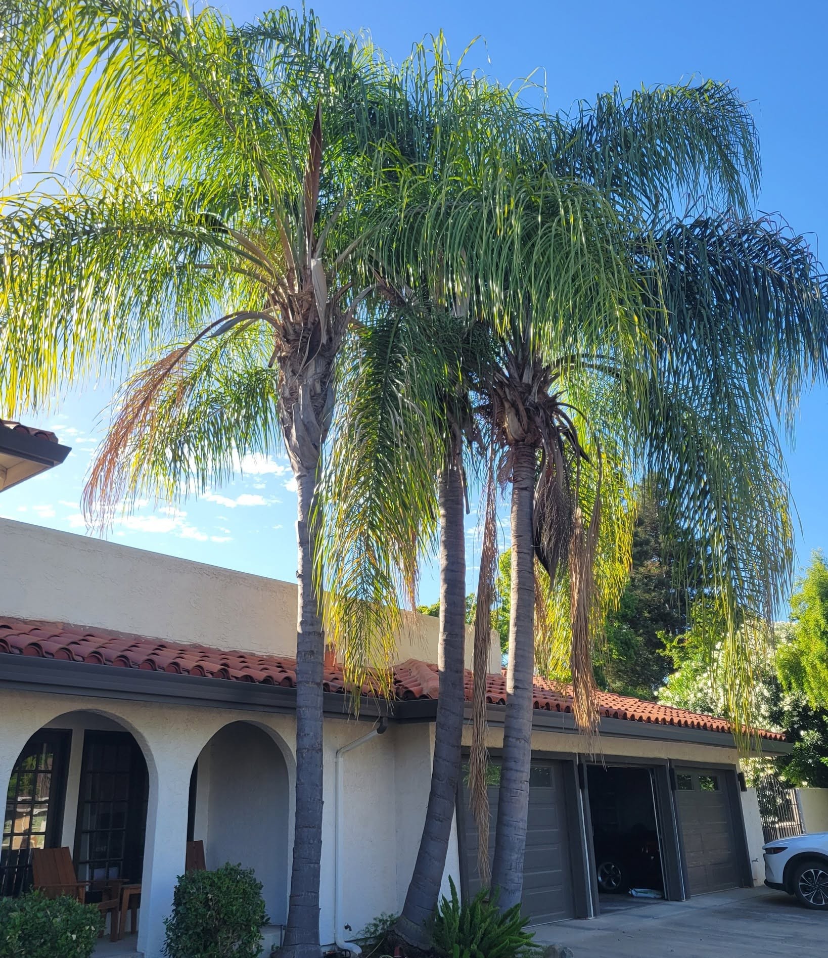 Three queen palms growing beside a stucco house with a tile roof and garage