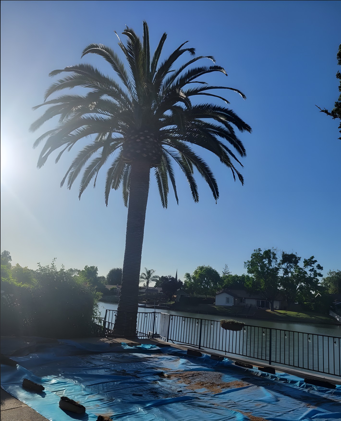 A palm with a blue tarp spread on the patio underneath to catch debris
