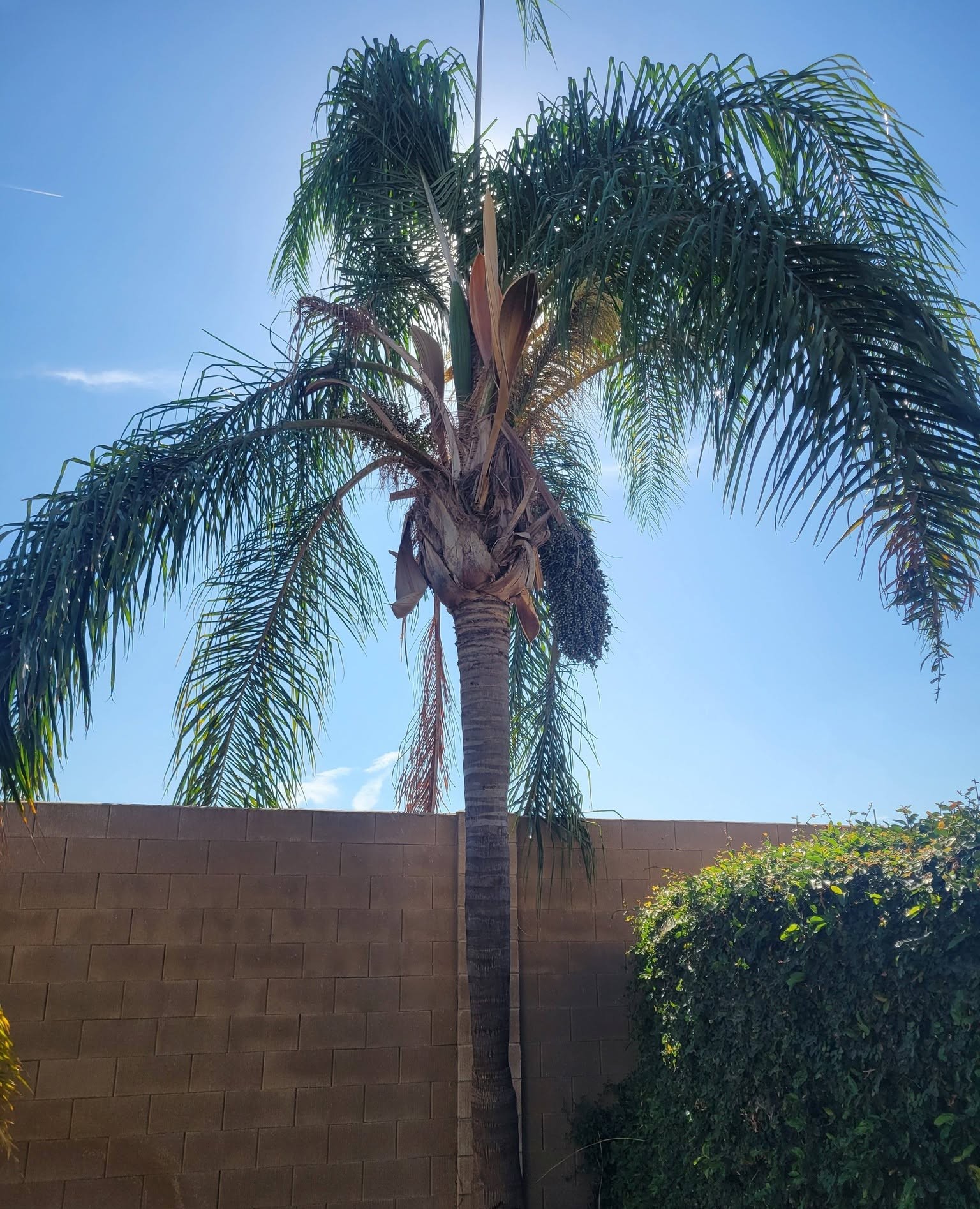 Date palm with fruit, growing against a block wall