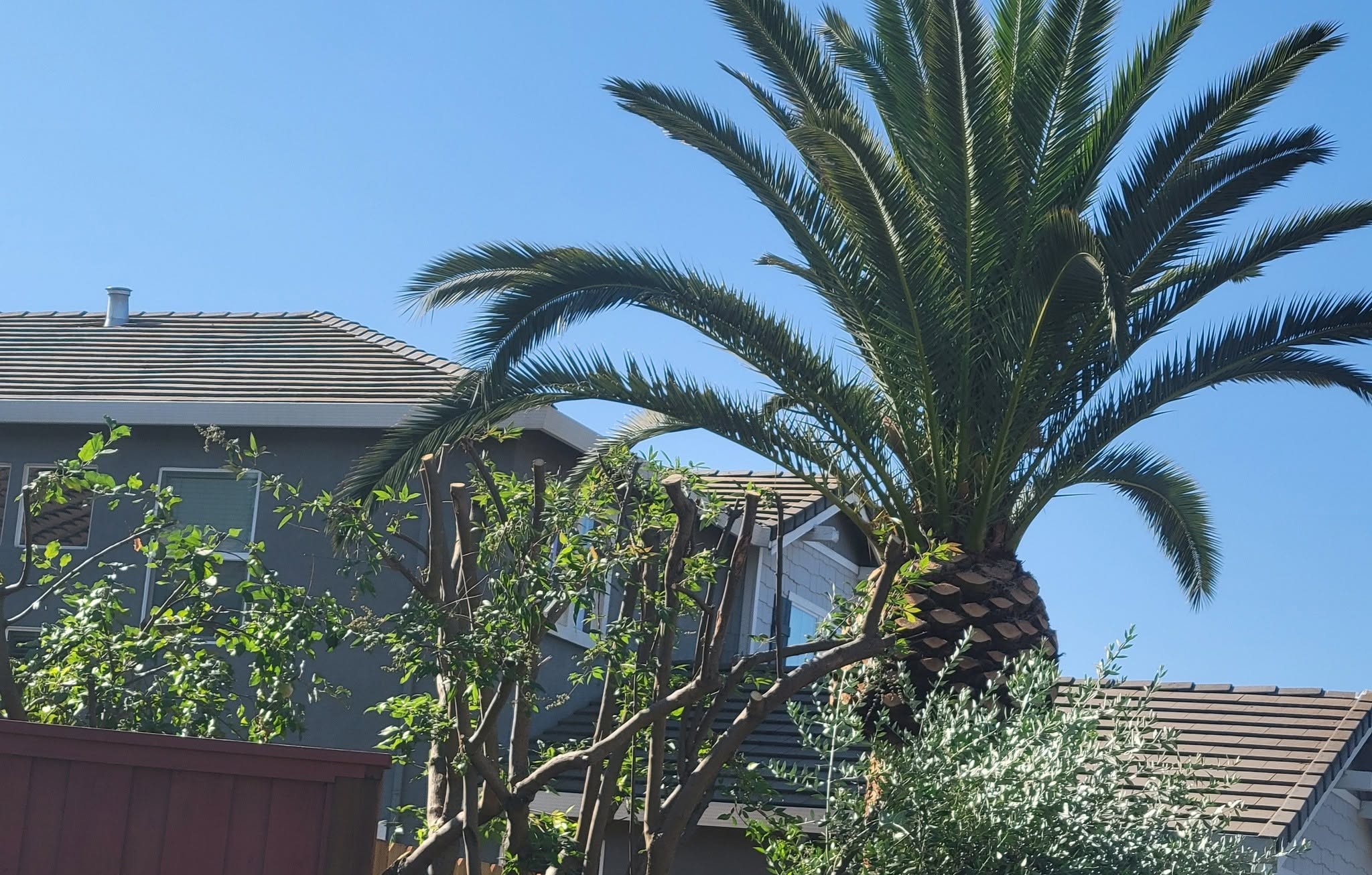Palm with the old trunk boots skinned, above a roof