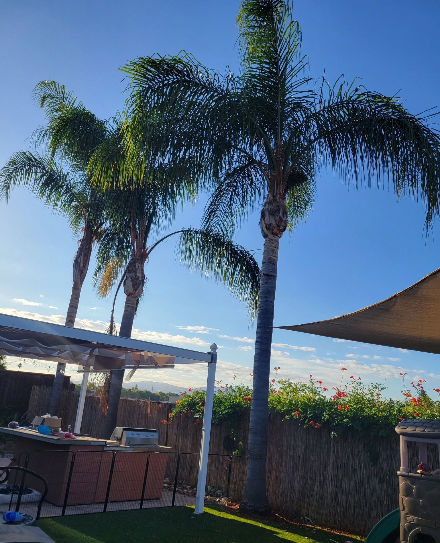 Palms in a backyard next to a covered patio