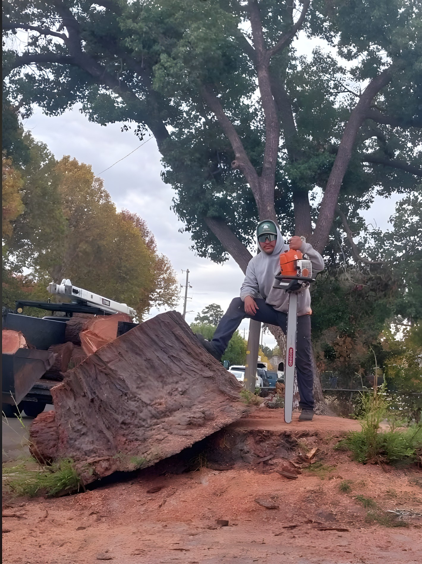 A crew member with a chainsaw standing next to a very large freshly cut stump